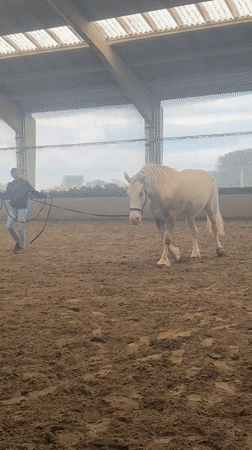 Horse training session observed in Belgian indoor arena