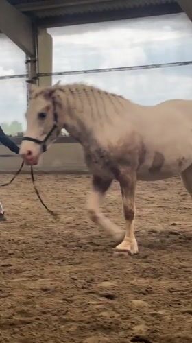 Horse training session observed in Belgian indoor arena