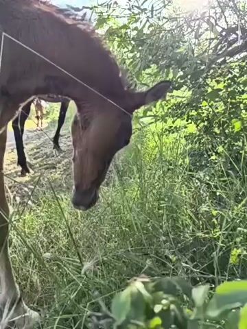 This video showcases a rural scene in Pushkino, Ukraine, under the bright midday sun. The primary subjects are three horses in a grassy field near a wooded area. In the foreground, the hindquarters of a light brown horse are visible, partially obscuring the view. Further back, two darker horses are grazing amongst lush green foliage. One of these horses, a foal, is clearly visible, with its head down as it eats grass. The other horse is mostly hidden by the vegetation. The setting appears to be a natural, uncultivated area, likely a pasture. The time of day is evident from the bright sunlight casting shadows, suggesting late morning or early afternoon. The weather is fair and sunny, contributing to the vibrant green of the grass and leaves. No text is visible in the video. The overall mood is peaceful and serene, depicting animals in their natural environment.