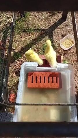 The video shows two yellow ducklings in an outdoor enclosure. One duckling is standing on a red brick, facing to the right. The other duckling is to the left of the first, also on a brick, and is facing downwards, appearing to be eating or drinking from a shallow plastic container filled with water. A brick is placed in the center of the water container. In the background, there is dry grass, fallen leaves, and a small container filled with feed. The enclosure appears to be made of wire mesh and metal framing. The lighting suggests it is daytime with sunlight casting shadows.