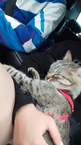 A gray tabby cat, wearing a red harness, is resting in someone's lap inside a vehicle. The cat yawns and then starts grooming its paw. The person's hand gently rests on the cat's chest.  A blue and white patterned blanket and a black bag are visible in the background of the car.