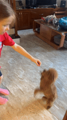 Girl trains poodle during morning session in Vietnam home
