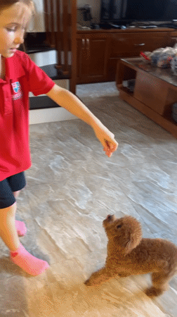 Girl trains poodle during morning session in Vietnam home