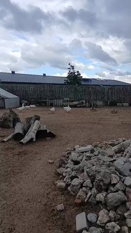 A wide shot shows a pen with a dirt floor and a rustic wooden fence. Several white geese are scattered throughout the pen. In the foreground, a pile of rocks and debris sits to the right, and large logs are to the left. In the background, a building with a dark roof is visible behind the fence. The sky is cloudy.