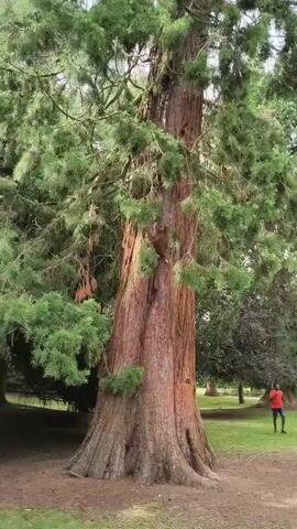The video shows a large tree with green foliage. The camera pans upwards to reveal the full height of the tree. In the background, a person wearing a red shirt and dark pants is walking to the right. The environment appears to be a park or garden with grass and other trees visible.