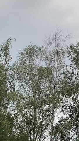The video shows the tops of several trees against a cloudy sky. The trees are green with some bare branches on the tallest one in the center. There are a few birds flying in the sky. The overall scene is static with the trees swaying slightly in the wind.