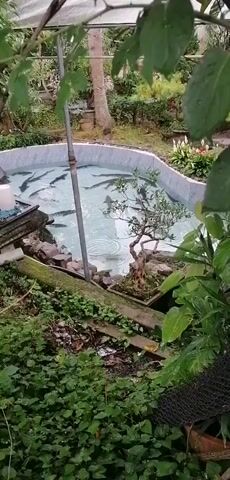 The video shows a shallow pond with several fish swimming in it. The pond appears to be outdoors, with lush greenery surrounding it. There is a thin metal pole positioned vertically in the pond, and a small bonsai tree sits on a rock at the edge of the pond. The water is clear and the fish are dark in color, with some appearing to be of a considerable size. The overall impression is one of a tranquil, natural setting.