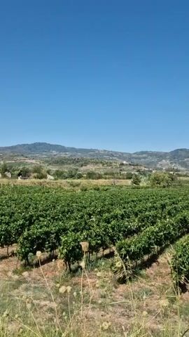 This is a vertical, handheld, medium shot of a vineyard under a clear blue sky. The vineyard is dense with green foliage and organized in neat rows, extending into the mid-ground. Beyond the vineyard, rolling hills dotted with trees and some structures are visible. In the far distance, a range of mountains can be seen, with some possibly snow-capped peaks. The foreground features dry grass and some plants with seed heads. The camera is static and there is no discernible action.