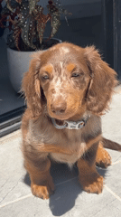 Dachshund puppy spotted on tiles outside Tel Aviv building