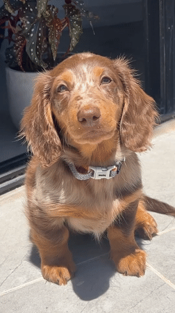 Dachshund puppy spotted on tiles outside Tel Aviv building