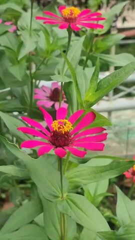 Here is a forensic description of the video:

The video shows a close-up shot of a cluster of vibrant pink Zinnia flowers surrounded by lush green foliage.  The main focus is on the flower in the foreground, which is in full bloom, displaying striking petals with a bright yellow center.  Behind it, there's another Zinnia, though slightly out of focus and a lighter shade of pink. The flowers stand tall on slender green stems, their leaves displaying a healthy sheen. In the background, a glimpse of a structure possibly a fence or building is visible, though blurred. The overall setting appears to be a garden or an outdoor floral display.