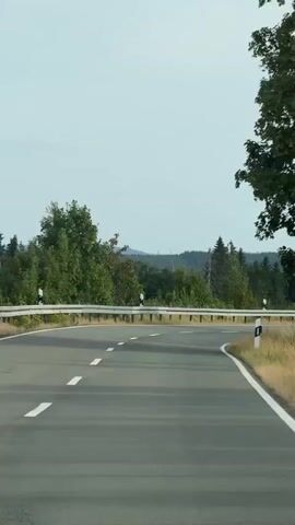 The video shows a point-of-view shot of a car driving on a paved road with white lane markings. The road curves to the right, bordered by a metal guardrail and a grassy shoulder with tall dry grass and vegetation. Several white and black striped road posts with blue reflectors are visible along the right side of the road. In the background, there is a dense forest of green trees, with some hills and a hazy sky in the distance. No people or other vehicles are visible. The overall environment appears to be a rural or forested area.