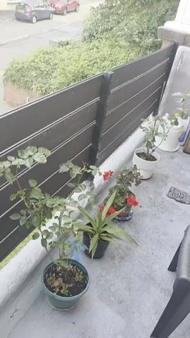 This video captures a static shot of a residential balcony in what appears to be Cwmbrân, United Kingdom. The balcony features a dark grey slatted fence or railing, with a white window frame visible to the right.

On the balcony floor, which is a light grey concrete or paved surface, several potted plants are arranged. These include at least two rose bushes, one with prominent green leaves in the foreground and another smaller one in a white pot further back. There are also pots containing red-flowered geraniums, a spider plant, and another leafy green plant. A black plastic chair is partially visible on the right, and a circular drain cover is set into the floor. Towards the back of the balcony, a small wooden dresser or cabinet is visible, along with a large transparent plastic lid or tray resting against the wall.

Beyond the balcony railing, a street scene unfolds. Lush green trees and bushes dominate the immediate view below the balcony. A paved road is visible, with several cars parked or driving, including a red car and a grey car. Residential buildings can be seen in the distance, partially obscured by the foliage.

The lighting suggests it is daytime, possibly overcast, as there are no harsh shadows or direct sunlight. No people are visible, and no specific activity is taking place. There is no visible text in the frame.