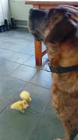 A medium shot captures two yellow ducklings waddling on a tiled floor next to the leg of a wooden table. A brindle-colored dog, wearing a black collar with a metal ring, stands on the right side of the frame, looking down at the ducklings. The dog's head is mostly in profile, facing the ducklings. The environment appears to be an indoor space, possibly a mudroom or entryway, with a radiator visible on the far left and several pairs of boots standing near the wall behind the table. The lighting is natural and diffused. The ducklings appear to be interacting, with one slightly ahead of the other. The dog's posture suggests curiosity or observation.