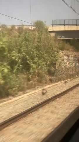 The video shows a view from a moving train. The train tracks are visible in the foreground, blurred by motion. To the left of the tracks, a rocky embankment is covered in graffiti. A speed limit sign, showing "60" in an orange diamond, is mounted on a pole along the embankment. A concrete overpass or bridge is visible above, with several supporting pillars casting shadows. Trees and vegetation are present on the embankment and beyond the overpass. The overall impression is of an urban or semi-urban environment, possibly on the outskirts of a city, with signs of human activity and decay.