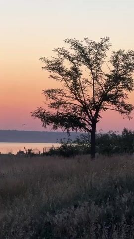A silhouetted tree stands in a grassy field overlooking a body of water under a pink and orange sunset. Birds are visible in the distance flying near the water.