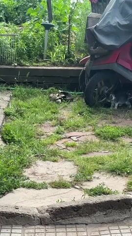 An outdoor scene shows a grassy area with stone pavers leading up to a raised garden bed in the background. On the right, a red motor scooter is partially covered by a dark tarp. An adult tabby cat rolls on its back in the grass in the center of the frame. Two small kittens are positioned near the front wheel of the scooter; one light-colored kitten stands upright and looks toward the camera. Lush green foliage fills the background.