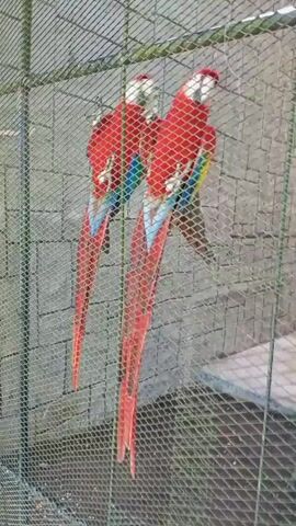 Two scarlet macaws are perched on a branch inside a cage. The birds are bright red with blue and yellow on their wings and long, red tail feathers. The cage appears to be made of wire mesh. The background is out of focus but shows a stone wall and some greenery.
