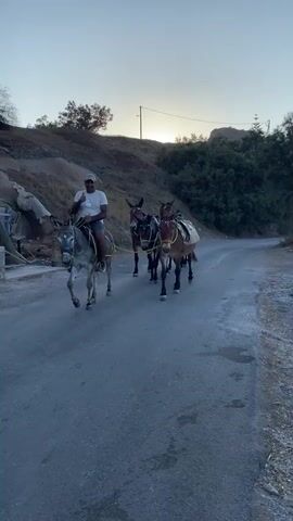 The video begins with a man riding a donkey on a paved road. He is wearing a white t-shirt, dark shorts, and a hat. He is looking towards the camera and smiling. Behind him, three more donkeys are walking in a line, each with a rider or a pack on its back. The donkeys are adorned with colorful decorative tassels. The road appears to be in a rural or hilly area, with vegetation and rocky slopes on either side. The sky is visible in the background, with the sun setting or rising, casting a soft light over the scene. The overall atmosphere is peaceful and serene, capturing a moment of travel or transport in a picturesque location.