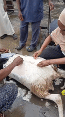 Goat butchering documented in Lagos community setting