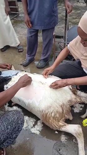 Goat butchering documented in Lagos community setting