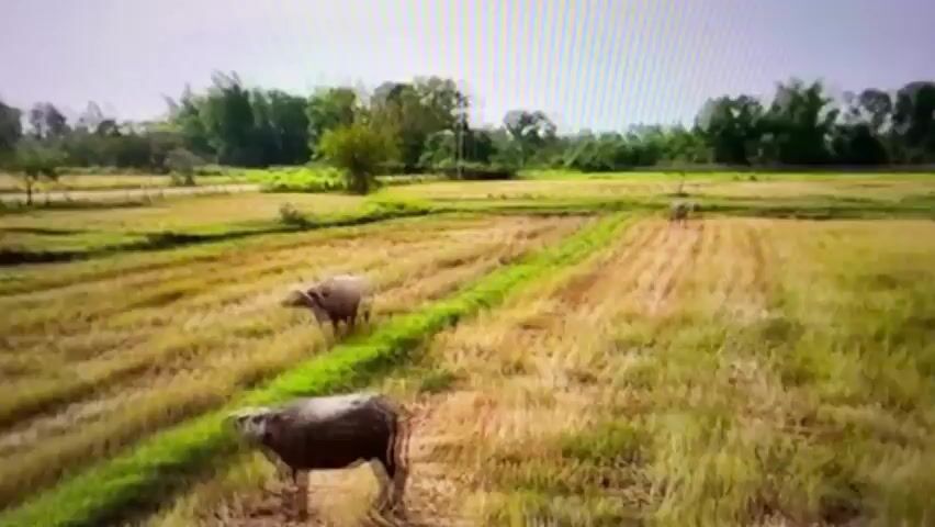 An aerial drone shot shows a rural landscape with harvested rice fields. Two water buffalo are visible in the foreground, walking through the stubble. One water buffalo is closer to the camera and facing it, while the other is further away and walking away. In the background, a white SUV is parked on a dirt road. Trees and vegetation form a backdrop to the scene. The sky is overcast.