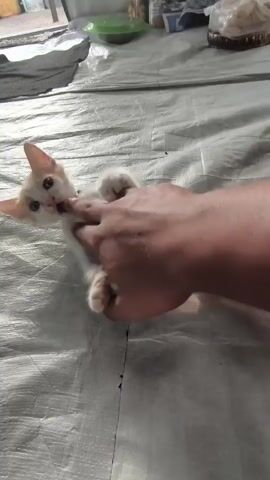 The video shows a person's hand interacting with a small, light-colored kitten with orange markings. The kitten appears to be lying on its back on a textured, greyish surface, possibly a tarp or ground cover. The person's hand is holding the kitten by its hind legs and chest area, and the kitten's mouth is open, appearing to be nipping or biting at the person's fingers. The background is out of focus but suggests an outdoor or semi-outdoor setting with some objects and structures visible. The interaction seems playful or perhaps a moment of gentle restraint.