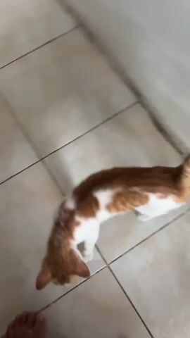 A tan and white cat is walking across a tiled floor. The cat is facing to the left at the beginning of the video and then turns to face away from the camera. The cat's tail is raised. There are two other cats visible in the background, one white and one tan and white.