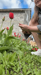 Woman tends red tulips in Aksay garden early morning