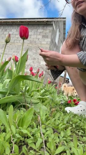Woman tends red tulips in Aksay garden early morning