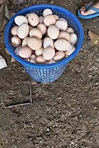 A close-up shot focuses on a blue plastic basket overflowing with light-brown and white eggs. The basket sits on the ground, which is covered in dirt, wood chips, and a few scattered leaves. In the background, a wooden structure, possibly a coop, is visible. A pair of blue flip-flops are on the ground to the right of the basket.

The scene shifts to a slightly wider view. A person's hands are seen reaching into the basket and picking up an egg. The hands appear to be from a person wearing a white tank top and black pants. The person is then seen in the process of closing a gate-like structure attached to the wooden coop. Their feet, clad in the blue flip-flops, are visible on the ground. The person is bending over, holding what appears to be a lock and key in their hands, engaging with the gate mechanism. The basket of eggs remains in the foreground, centered on the ground. The background shows the continuation of the wooden coop structure and more of the ground debris.