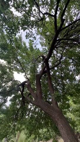 The media file shows a low-angle shot looking up into the dense green canopy of a large tree. Sunlight filters through the leaves, creating a dappled effect against a cloudy sky. A person is visible perched on a thick branch high up in the tree, appearing to be climbing or exploring. The bark of the tree is rough and textured, and several large branches spread out, forming a complex network. In the background, out of focus, are more trees and greenery, suggesting a natural, possibly rural or forested setting. The overall impression is one of nature's abundance and a sense of adventure or quiet contemplation in the natural world. The lighting and cloud cover suggest it might be a cloudy day, possibly late afternoon or early morning. No visible text is present in the media file.