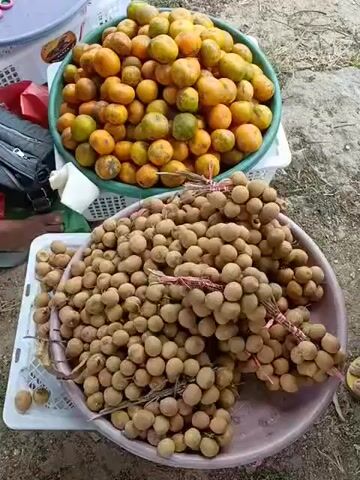 The video shows a close-up, overhead view of two large bowls of fruit. The top bowl contains numerous small oranges, some green, some orange, and some with brown blemishes. The bottom bowl is filled with bunches of longan fruit. The longan are light brown and round, with stems still attached, tied together with pink string. The bowls are resting on white plastic crates on the ground, which appears to be dirt or gravel. A person's hand and arm, wearing a dark shirt, are partially visible in the lower left corner of the frame. Another person's legs, wearing sandals, are visible in the lower right corner. The lighting suggests an outdoor environment, possibly a market stall.
