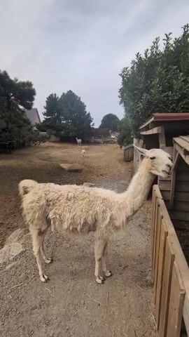 A long-haired llama stands in a dusty enclosure with a wooden fence on the right. The llama is light tan and facing towards the right, with its head and neck extended into a wooden structure, possibly a feeder. In the background, two smaller llamas are visible further in the enclosure. Trees and a building are visible in the distance, under a cloudy sky.