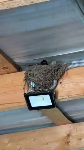 A medium shot shows a bird sitting in its nest. The nest is made of mud, leaves, and twigs, and is built on top of an electrical light fixture on a wooden beam. A gray corrugated electrical conduit runs along the ceiling. The bird is mostly black, with some white and red feathers. It appears to be sitting on eggs. An unknown person speaks off-screen, saying “Nu chto sidish? Visizhivaesh’?” which can be translated to “What are you doing? Hatching?”