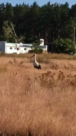 A white stork stands in a field of dry, golden grass. The stork is mostly white with black markings on its wings and tail. Its long, thin beak is pointed downwards. In the background, a line of dark green trees forms a forest. Between the field and the forest, there are a few white structures that appear to be buildings or trailers. The sky above is a clear, light blue, suggesting it is a sunny day. The lighting indicates it could be morning or late afternoon. The scene appears to be rural, possibly in an open field adjacent to a wooded area, and the presence of the stork suggests a natural habitat. There is no visible text in the media file.
