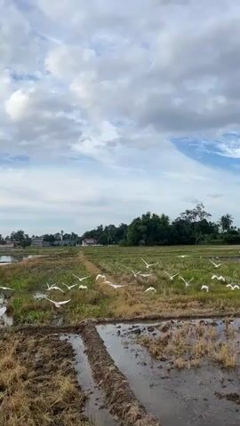 The video displays a rural landscape with a field of harvested rice. Numerous white egrets are scattered across the field, with some standing and others in flight. The sky is partly cloudy with patches of blue visible. The foreground shows muddy, tilled earth with puddles of water. In the background, there are trees and buildings, suggesting a village or small town. The overall scene is serene and depicts a natural environment.