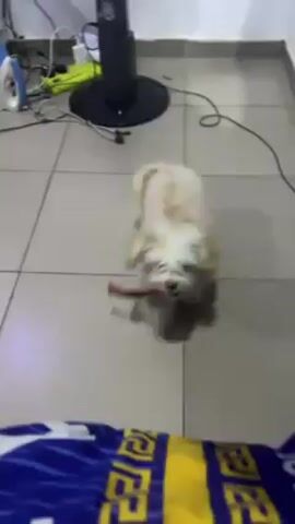 The video shows a small, white dog with a red collar on a tiled floor, looking up at the camera. The dog appears to be standing on its hind legs, with its front paws resting on something covered in a blue and yellow patterned fabric. In the background, an iron, a floor fan, and other items are visible against a white wall. The dog is panting and seems eager for attention.