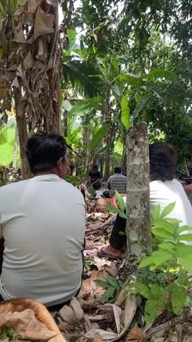 The video shows a group of men gathered in a jungle-like environment with lush green foliage and banana trees. They are seated on the ground, some appearing to be preparing something or engaged in a communal activity. One man in the center is holding a blue plastic bag and appears to be sorting through its contents. The overall scene suggests a casual gathering or perhaps a task being undertaken by the group in an outdoor, natural setting.