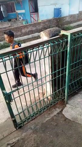 The video shows a narrow, green metal fence with a gate. A person wearing black pants with orange stripes is partially visible to the left of the fence, appearing to move through the open gate. The fence borders a concrete drainage ditch, the bottom of which is visible through the fence's wire mesh. In the background, there are several buildings with corrugated metal roofs and blue walls. A large blue water tank is visible on one of the buildings. A piece of wood or debris rests on top of the wall behind the fence. The ground in the foreground is concrete, with some dirt and debris.