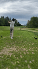 Morning scenes captured golfer and ducklings in Hakadal Norway