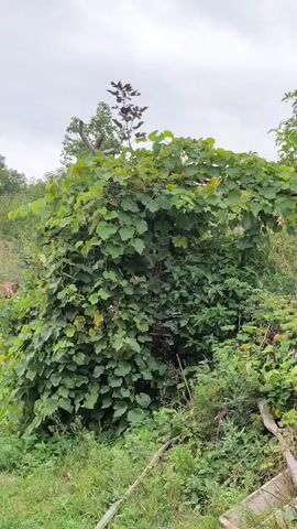 A video shows a very large, overgrown grapevine. The grapevine is very full of leaves, and some small bunches of grapes are visible amongst the leaves. The grapevine appears to be climbing over some sort of structure or tree trunk. The overall impression is one of wild, untamed growth.