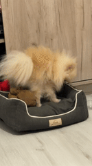Restless Pomeranian rearranges bedding in Varna home