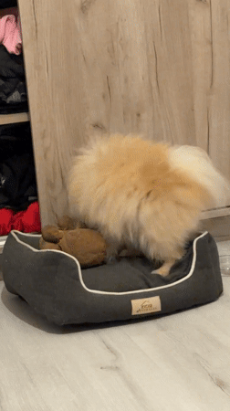Restless Pomeranian rearranges bedding in Varna home