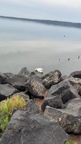 The scene shows a white swan floating in calm, grey water next to a rocky shoreline. The swan appears to be preening or cleaning itself, dipping its head under the water and creating ripples. The rocks are large, dark grey with light-colored lichen or mineral deposits. A small patch of green vegetation is visible among the rocks. In the background, a distant shoreline or landmass is visible under a grey sky. A red buoy or marker floats in the distance. The overall impression is a still and peaceful natural scene.