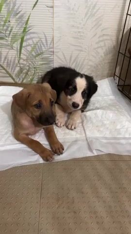 Two puppies are lying on a white absorbent pad placed on a textured floor. The puppy on the left is light brown with a dark brown face. The puppy on the right is black and white. The background features a tiled wall with a pattern of green leaves. A black wire cage is visible on the right side of the frame. The puppies appear to be resting.