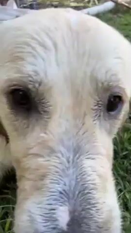 The video shows a close-up of a dog’s head. The dog has light fur and dark eyes. The dog is lying on grass. The camera is very close to the dog’s face. Someone is speaking, but the audio is unclear.