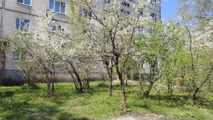 Spring blooms observed at urban apartment complex