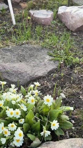 The video presents a slow upward and rightward pan of a rustic garden. It begins with a close-up of white primroses blooming in the foreground, surrounded by large rocks and dark soil with sparse green grass. A small white wooden stake is also visible. As the camera pans, a hedgehog-shaped garden statue holding a basket comes into view, nestled among the rocks and emerging greenery. Further into the background, a decorative wooden windmill and a wooden waterwheel-like structure are seen. A building with red roofing or trim is partially visible behind these garden ornaments. The scene is illuminated by the warm, golden light of late afternoon or early evening, indicating clear weather. The garden appears to be a decorative outdoor space, likely in a residential area. No people or text are visible in the video, which is set in Shibanikha, Russia.