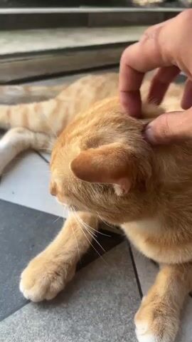 A hand is petting the head of a light orange tabby cat that is lying on the ground. The cat is lying on a tiled floor in front of a metal gate. The hand is moving gently, petting the cat's head and ears. The cat's eyes are closed, and it appears to be relaxed.